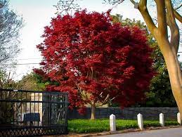 How to care for it with planting, pruning, and avoiding diseases. Bloodgood Japanese Maple For Sale Online The Tree Center
