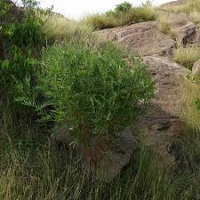 Image result for Tephrosia montana