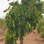 Image result for Isoberlinia