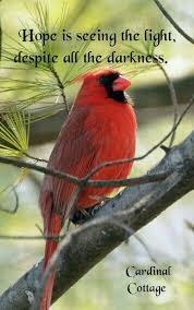 Birds And Animals Cardinal Cool Words Quotes