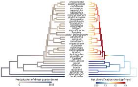 Image result for Petalidium englerianum