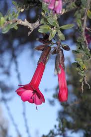 Image result for Cantua