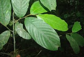 Image result for Polyceratocarpus