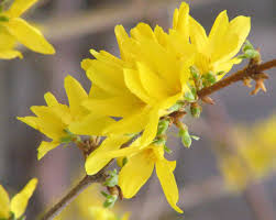 Plant Monday Forsythia Northern Gold Spring Flowers Yellow Flowers Forsythia