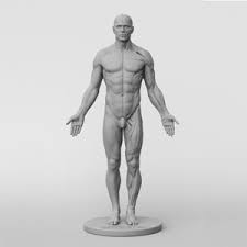 Anatomytools.com provides highly detailed male and female anatomical reference models, artist busts, instructional dvds, armatures and workshops used by fx artists, 3d artists, medical. Best Poseable Artist Mannequin For Drawing Real 2021 Comparison