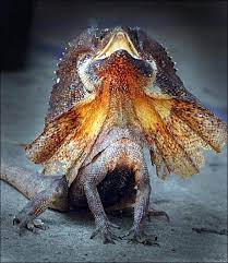 26 Best Australian Frill Neck Lizard Ideas Lizard Frilled Lizard Australian Animals