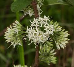 Image result for Pavetta schumanniana