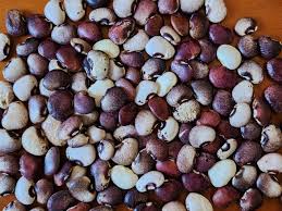 Image result for Phaseolus lunatus