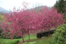 Are crabapple trees poisonous to dogs?. Malus Sylvestris Apple Crabapple European Crab Apple North Carolina Extension Gardener Plant Toolbox