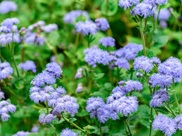 We did not find results for: Best Shrubs With Purple Flowers