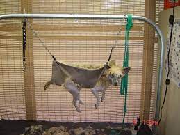 Groomers Bbs Homemade Sling And Gh Diy Dog Stuff Dog Grooming Dog Grooming Tools