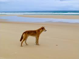 La plage de new smyrna, floride: Les 5 Plages Les Plus Dangereuses Au Monde Blog Campings Tohapi