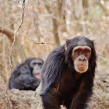 Are Western Chimpanzees A New Species Of Pan What If I Told You There Were Populations Of Chimpanzees That Made Spears To Chimpanzee Great Ape Ancient Humans