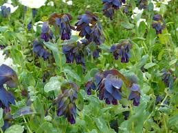 Cerintė statusas t sritis vardynas apibrėžtis agurklinių (boraginaceae) šeimos augalų gentis (cerinthe). Pflanzen Vielfalt Der Saatgut Shop Stauden Samen Beet Stauden Bodendecker Wild Stauden Steingarten Juwele