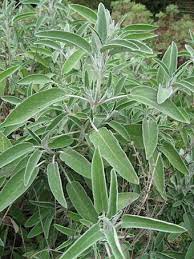 Salvia officinalis) هو نوع نباتي يتبع جنس القصعين من الفصيلة الشفوية. Ù…Ø±Ø§Ù…ÙŠØ© Ø¨Ø§Ù„Ø¯Ø§Ø±Ø¬Ø© Ø§Ù„Ù…ØºØ±Ø¨ÙŠØ© Ø§Ø­Ù„Ù‰ Ø¨Ù†Ø§Øª