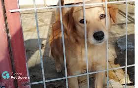 #2 best value of 59 places to stay in piatra neamt. ProtecÈ›ia Animalelor Categorii Proiecte Categorii Proiecte Galantom Comunitatea Oamenilor De Bine