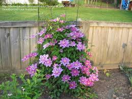 Check spelling or type a new query. Plantfiles Pictures Clematis Early Large Flowered Clematis Dr Ruppel Clematis By Meig