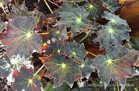 Image Result For Images Yellow Begonia With Variegated Leaves Plant Care Flower Pots Outdoor Plants