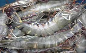 Pembekal udang galah hidup, benih dan makanan udang galah di malaysia, pasir mas. Teknik Tepat Pembibitan Udang Galah Artikel Pertanian Terbaru Berita Pertanian Terbaru