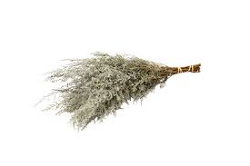 Image result for Stoebe