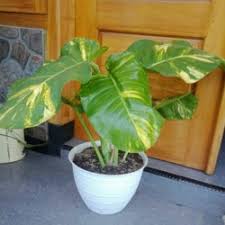 Monstera adansonii(daun panjang lebar) tanaman janda bolong bisa beli ecer.untuk pemesanan dapat menghubungi admin : Jual Tanaman Daun Lebar Terbaik Harga Murah August 2021 Cicil 0