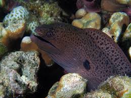 Moray is the name of the incan agricultural laboratory that was likely used to cultivate resistant and hearty varieties of plants high in the andes. More Moray Eels At Maldives Kslof Living Oceans Foundation