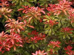 Altra pianta fantastica, che unisce la bellezza dei fiori alla praticità di una pianta a cui non serve una cura maniacale è senz'altro la astilbe, una sempreverde con foglie che possono in. Sempreverdi Da Giardino Piante Da Giardino Sempreverdi Da Esterno