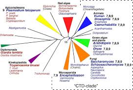 Whether you're cooking a 15 lb bird of a 20 lb one, here's what you need to know about your turkey cooking time. Comparative Genomics Of Cyclin Dependent Kinases Suggest Co Evolution Of The Rnap Ii C Terminal Domain And Ctd Directed Cdks Bmc Genomics Full Text