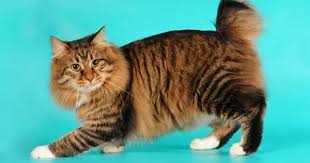 En Cok Ilgi Goren 21 Kedi Turu Ve Ozellikleri Hayvanlar Sevimli Kediler Kedi