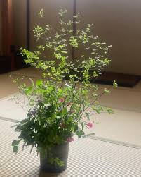 花の店こもり ご予約のみ