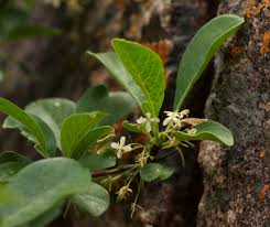 Image result for Pavetta gardeniifolia