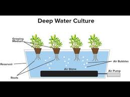 The container acts as a reservoir. Deep Water Culture Guide Youtube