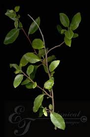 Image result for Apodytes dimidiata