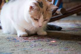 But are cat laser pointers toys safe? Are Cat Laser Pointers Actually Good Toys Catster