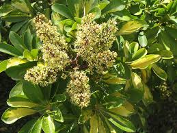 Care of umbrella pine trees begins with careful site selection and preparation. Flowering Schefflera Plants What Do Schefflera Blooms Look Like