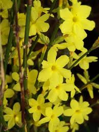 Image result for Jasminum nudiflorum