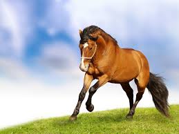 Horse Wallpaper Iphone Horse Hd Images Free Download 2048x1536 Wallpaper Teahub Io Black horse with four white horses near the sea desktop wallpaper. horse wallpaper iphone horse hd