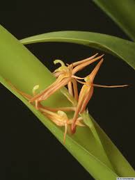 Image result for Liparis caespitosa