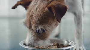 Check spelling or type a new query. Petsmart Charities Teams Up With Feeding America And Rescue Bank And As Pet Food Distribution Partners For Petsmart S Historic Buy A Bag Give A Meal Program Petsmart Charities