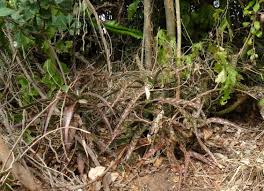 Image result for Aloe mossurilensis