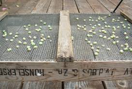 Versatile, bright, bold, and edible; How To Save Nasturtium And Other Seeds Slow Family