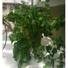 Daun kari yang memiliki nama lain kadi patta ini, ternyata sangat banyak ditanam di negara india.selain dijadikan sebagai bahan manfaat daun kari yang pertama yaitu bisa membantu mencegah penyakit diabetes. Pokok Kari