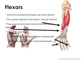 The muscles of the hand are the skeletal muscles responsible for the movement of the hand and fingers. Muscles Of The Hand