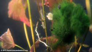 Cloudy Aquarium Water Bacterial Bloom Waste Video Aquarium Cloudy Water