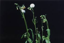 Image result for Crassocephalum radiatum