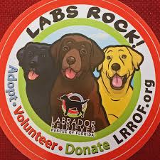 Lab dogs adopted on rescue me! Labrador Retriever Rescue Of Florida District 8 Pasco Pinellas Hernando Home Facebook