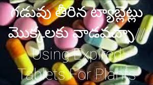 Most cities have some sort of public garden, many of which are free to the pubic. 193 Can We Use Expired Tablets For Plants In Our Garden Youtube