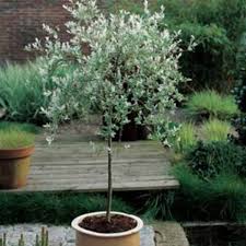 Dappled willow, flamingo willow, shrimp willow, dappled japanese willow, variegated willow, salix integra 'albomaculata', salix integra 'nishiki. Planting Willow Varieties Hakuro Nishiki Horticulture