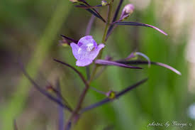 Image result for Geigeria filifolia