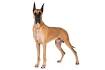 Great Dane Dog Breed Information, Pictures ...